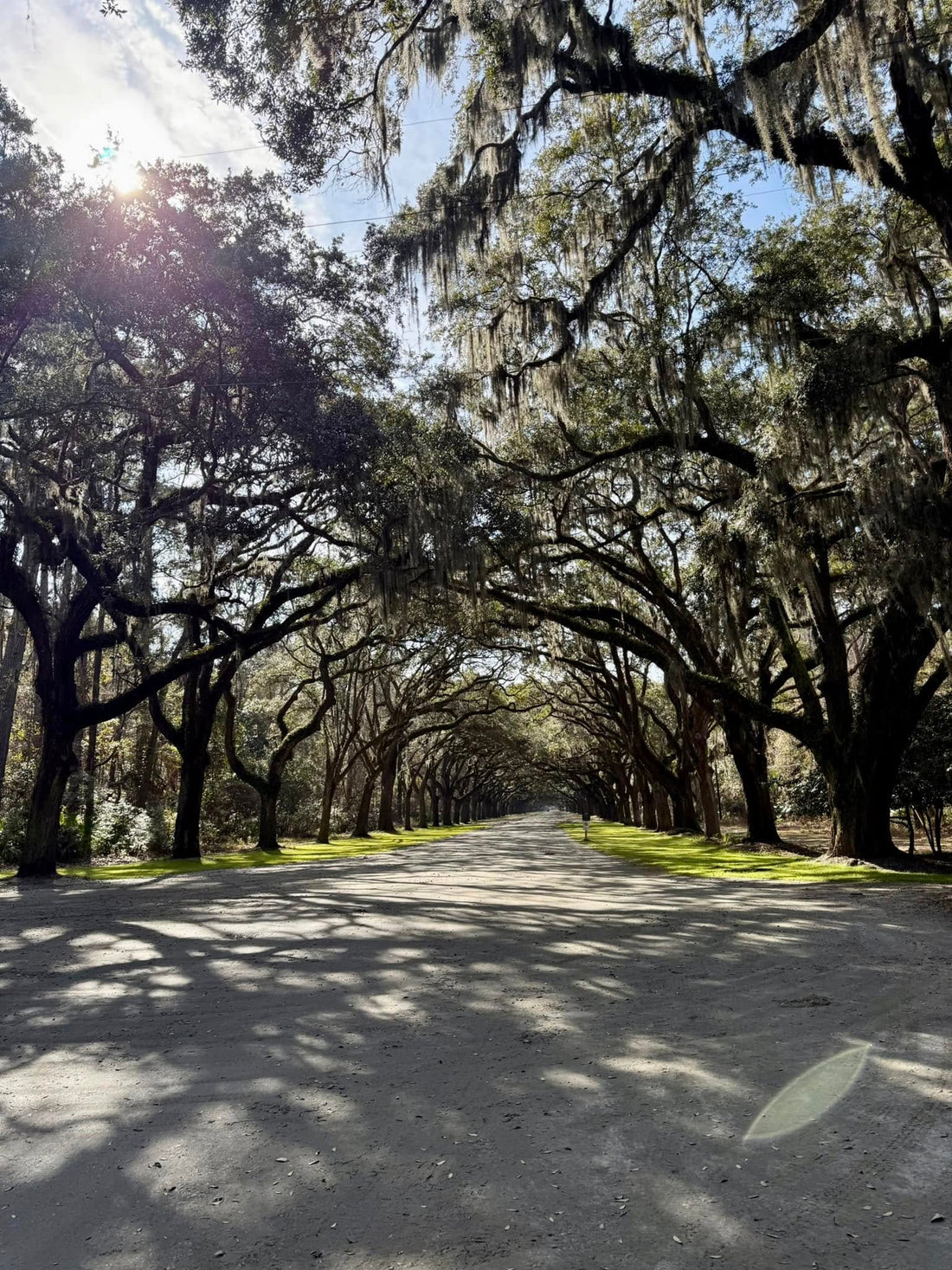 Energy in the Woods: When Science, Stillness, and Nature Collide